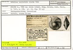Karteikarte zum Holotyp von Robulina incrustata Stache, 1864